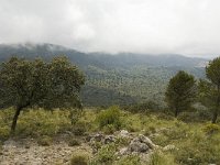 E, Malaga, El Burgo, Sierra de las Nieves 15, Saxifraga-Jan van der Straaten